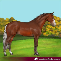 Horse Color:Silver Brown Sabino Tobiano Rabicano
