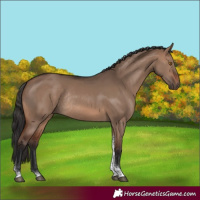 Horse Color:Brown Dun Tobiano Rabicano 