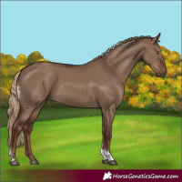 Horse Color:Liver Red Dun Tobiano Rabicano 
