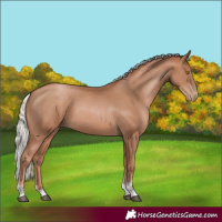 Horse Color:Silver Black Pearl Sabino Tobiano Rabicano 