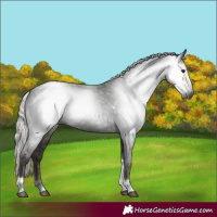 Horse Color:Gray Silver Black Tobiano Rabicano 
