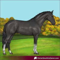 Horse Color:Black Sabino Tobiano Rabicano 