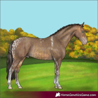 Horse Color:Sable Cream Champagne Tobiano Rabicano  and Sable Champagne Tobiano Rabicano 