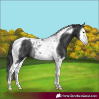 Horse Color:Black Splash Tobiano Rabicano
