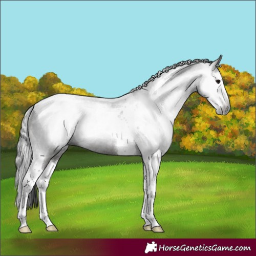 Horse Color:Gray Smoky Black Splash Tobiano Rabicano 