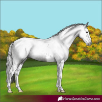 Horse Color:Gray Smoky Black Splash Tobiano Rabicano