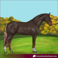 Horse Color:Liver Chestnut Tobiano Rabicano 