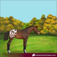 Horse Color:Bay Appaloosa 
