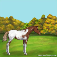 Horse Color:Chestnut Tobiano Appaloosa 