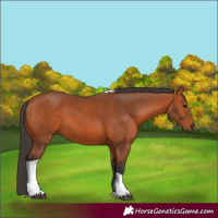 Horse Color:Bay Tobiano 