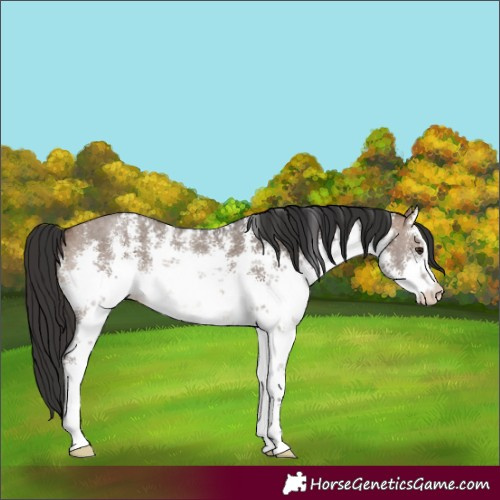 Horse Color:White Spotted Brown Dun Sabino Rabicano 