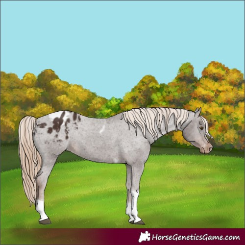 Horse Color:Liver Chestnut Tobiano Blanket 