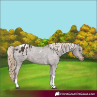 Horse Color:Liver Chestnut Tobiano Appaloosa