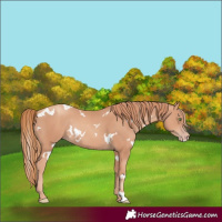 Horse Color:White Spotted Gold Champagne Rabicano 