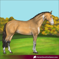 Horse Color:White Spotted Buckskin 