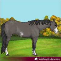 Horse Color:Grullo Sabino 