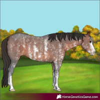 Horse Color:Bay Sabino 