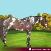 Horse Color:White Spotted Liver Chestnut Appaloosa Rabicano
