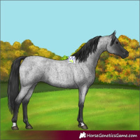 Horse Color:Blue Roan