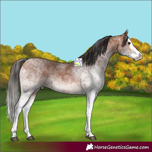 Horse Color:White Spotted Bay Splash 