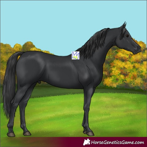 Horse Color:Black 