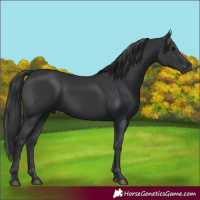 Horse Color:Black 