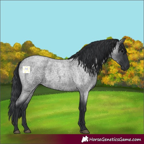 Horse Color:Blue Roan 