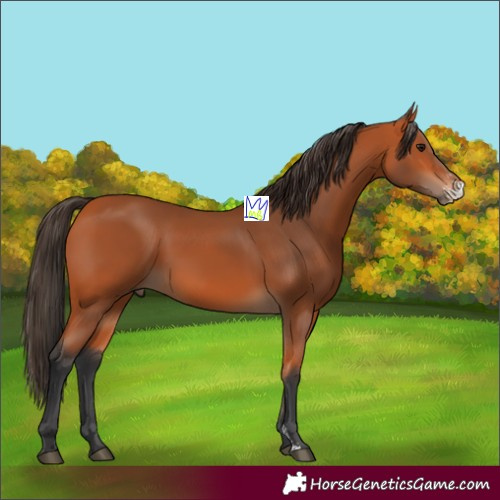 Horse Color:Bay Sabino 