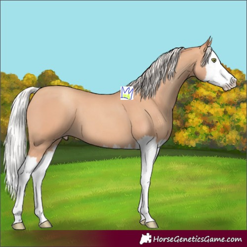 Horse Color:Silver Amber Champagne Splash 
