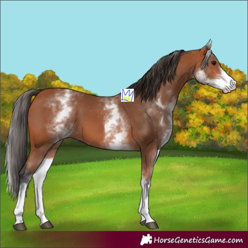 Horse Color:White Spotted Bay 