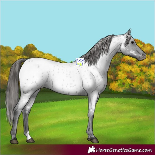 Horse Color:Blue Roan Appaloosa 