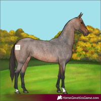 Horse Color:Bay Roan Rabicano 