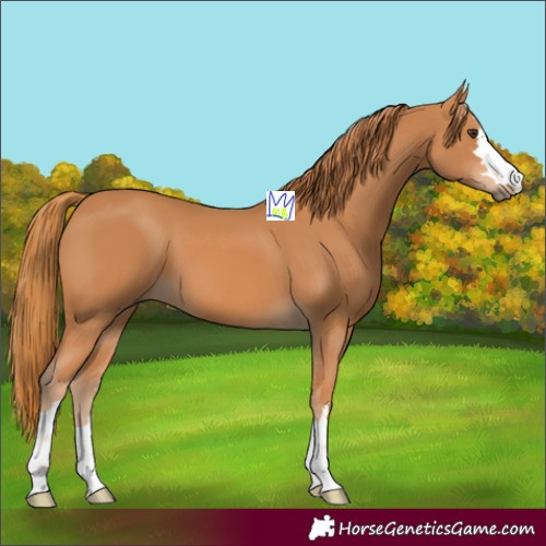 Horse Color:Chestnut 