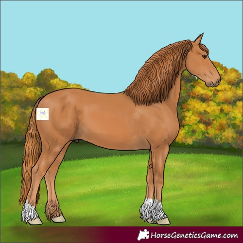 Horse Color:Chestnut 
