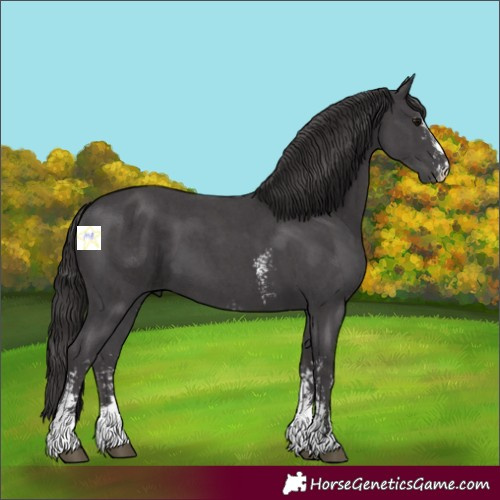 Horse Color:Smoky Black Sabino 