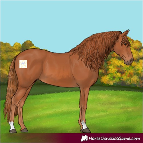 Horse Color:Chestnut 