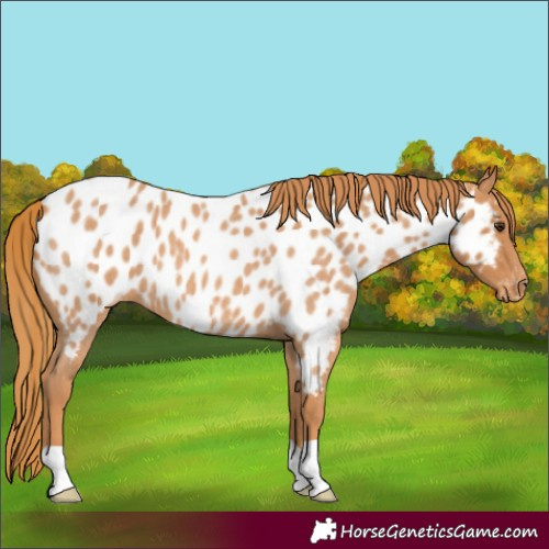 Horse Color:Red Roan Appaloosa 