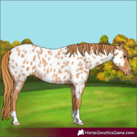 Horse Color:Red Roan Appaloosa 