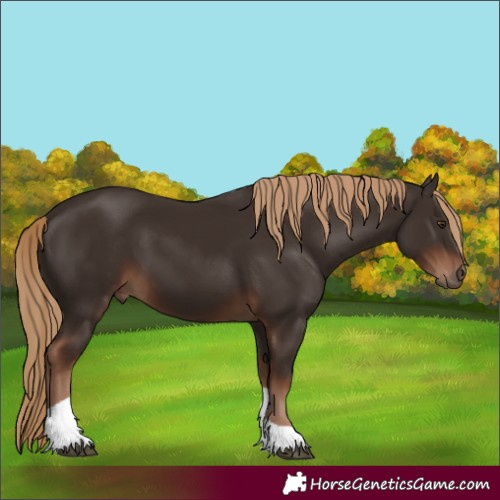 Horse Color:Liver Chestnut Tobiano 