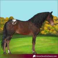 Horse Color:Liver Chestnut Appaloosa 