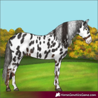 Horse Color:Liver Chestnut Appaloosa