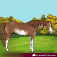 Horse Color:White Spotted Chestnut 
