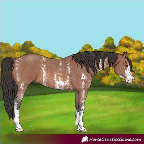 Horse Color:Bay Sabino Rabicano 