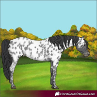 Horse Color:Blue Ice Roan Sabino Appaloosa 