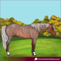 Horse Color:Silver Brown Roan 