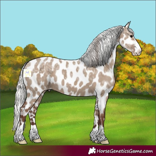 Horse Color:Silver Grullo Ice Appaloosa 