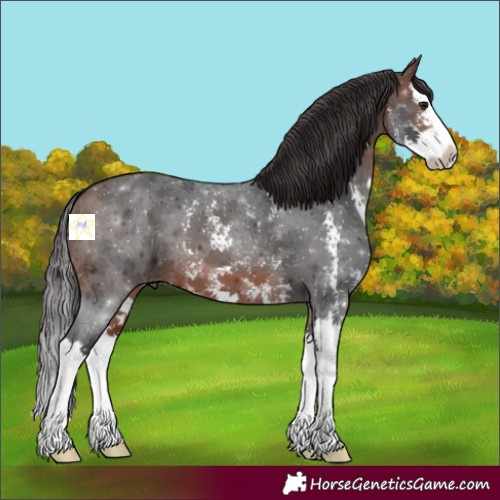 Horse Color:Brown Sabino Splash 