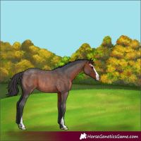Horse Color:Brown Roan Sabino Rabicano 