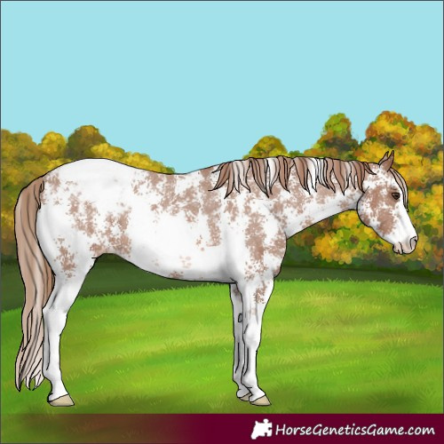 Horse Color:Chestnut Sabino Appaloosa Rabicano
