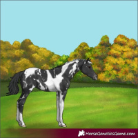 Horse Color:White Spotted Black Tobiano Varnish 